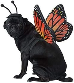 CALIFORNIA COSTUME COLLECTIONS Pet MONARCH BUTTERFLY Dog Costumes, Black/Orange, M Neck 14 -16 Girth 20 -24 Back 16 US -California Costume Collections Shop 41wlpPMQXJL. AC