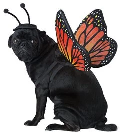 CALIFORNIA COSTUME COLLECTIONS Pet MONARCH BUTTERFLY Dog Costumes, Black/Orange, M Neck 14 -16 Girth 20 -24 Back 16 US